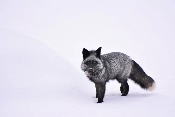 Black fox in a beautiful color in winter