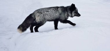 Kara tilki karda koşar