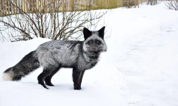 Schwarzfuchs in einer schönen Farbe im Winter — Stockfoto