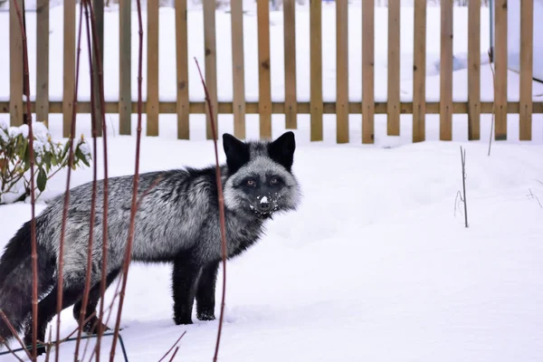 Black fox in a beautiful color in winter — Stock Photo, Image