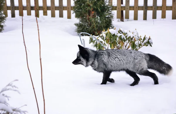 Renard noir court dans la neige — Photo