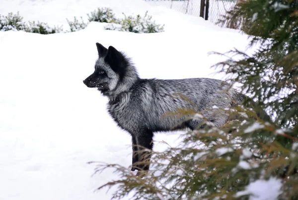 冬の美しい色の黒狐 — ストック写真