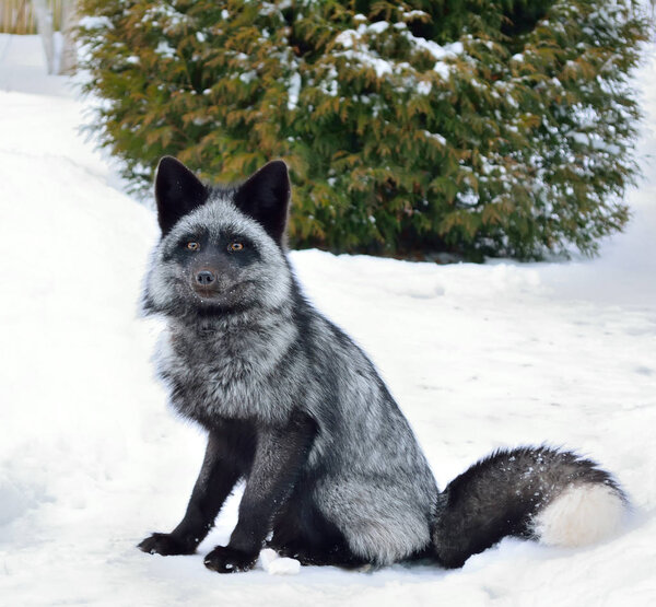 Black fox sits in the snow