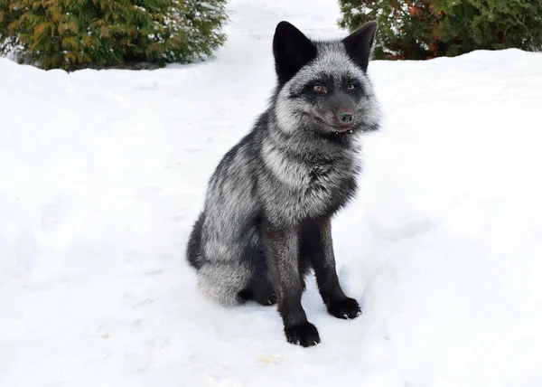 Черная лиса сидит в снегу — стоковое фото