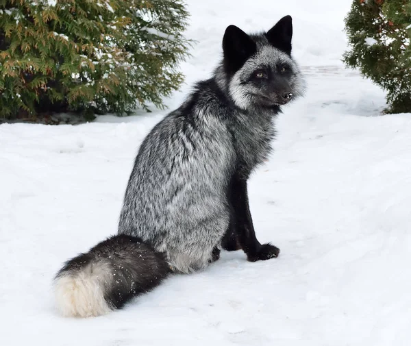 Zorro negro se sienta en la nieve —  Fotos de Stock