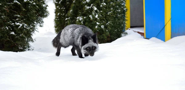 Black fox in a beautiful color in winter