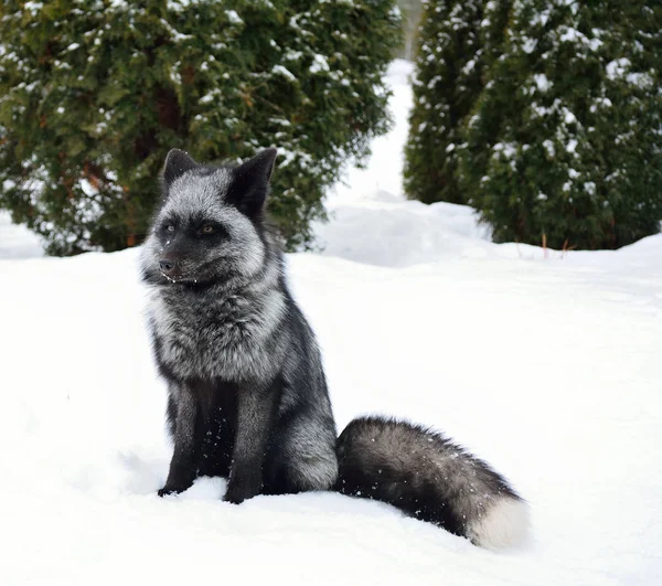 Schwarzfuchs sitzt im Schnee — Stockfoto