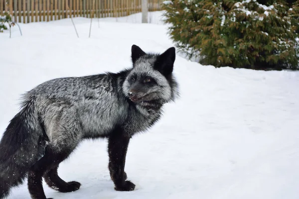 Zorro negro en un hermoso color en invierno — Foto de Stock