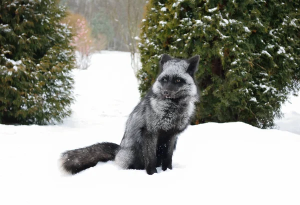 Black fox sits in the snow