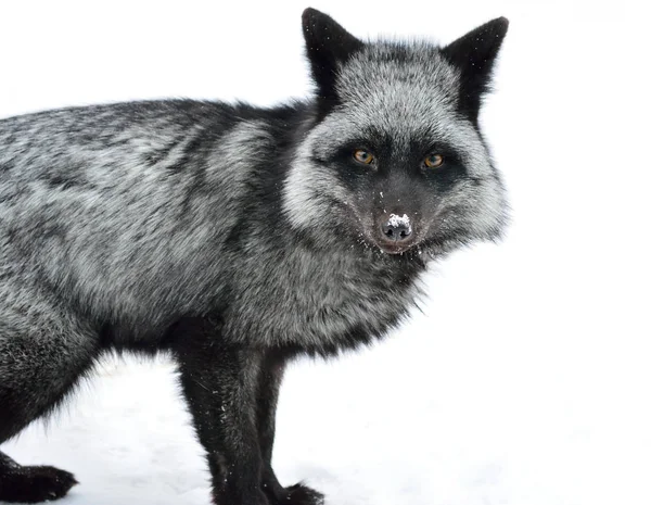 Black fox in a beautiful color in winter