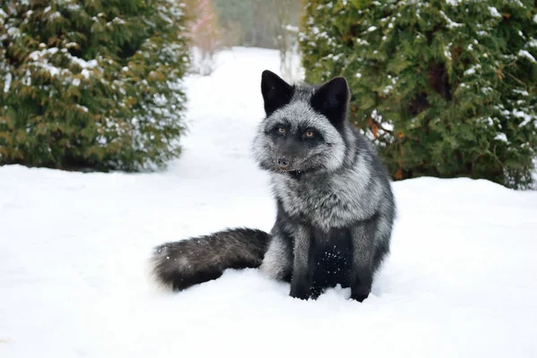 Raposa negra senta-se na neve — Fotografia de Stock