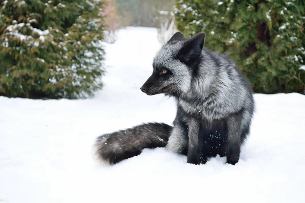 Μαύρη αλεπού κάθεται στο χιόνι — Φωτογραφία Αρχείου
