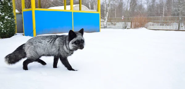 Μαύρη αλεπού τρέχει στο χιόνι — Φωτογραφία Αρχείου