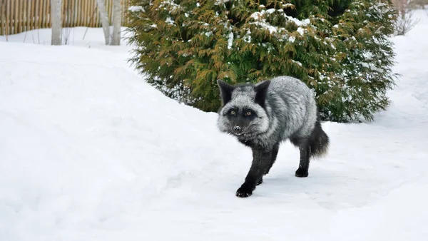 冬の美しい色の黒狐 — ストック写真