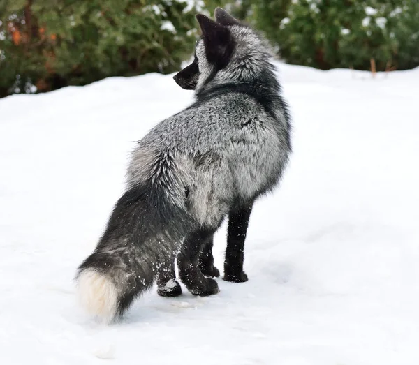 Raposa preta em uma bela cor no inverno — Fotografia de Stock