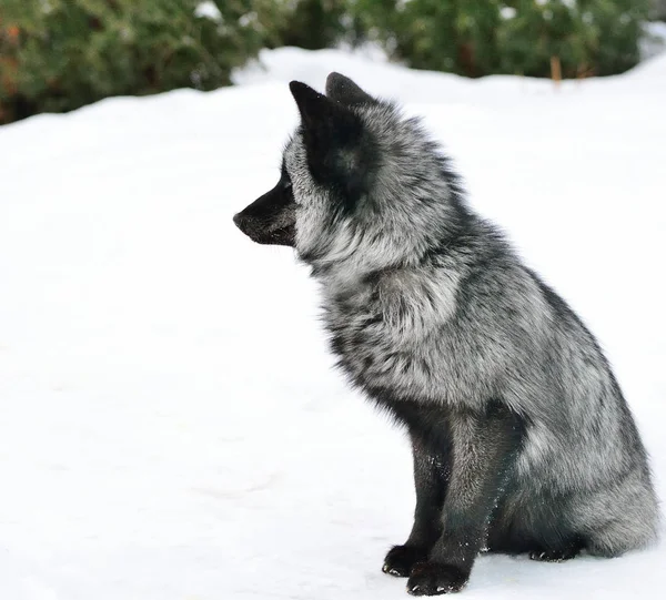 Černá liška sedí ve sněhu — Stock fotografie