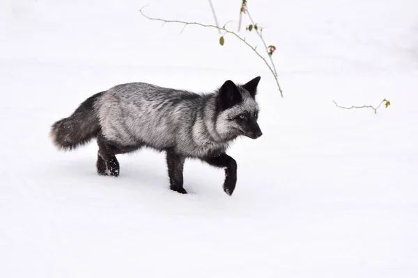 Schwarzfuchs läuft im Schnee — Stockfoto