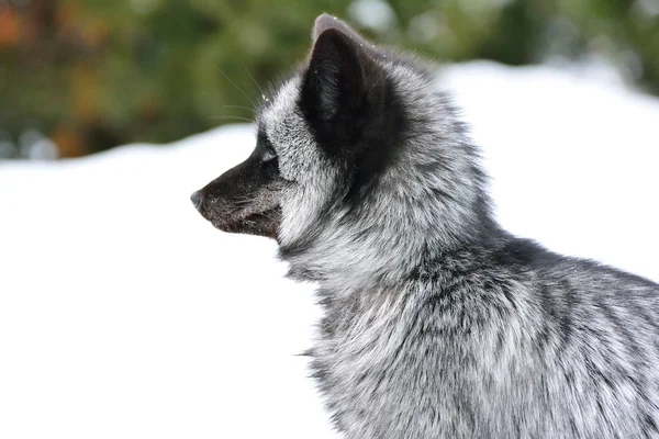 雪の中に黒い狐が座っている — ストック写真