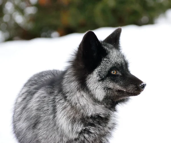 Schwarzfuchs in einer schönen Farbe im Winter — Stockfoto