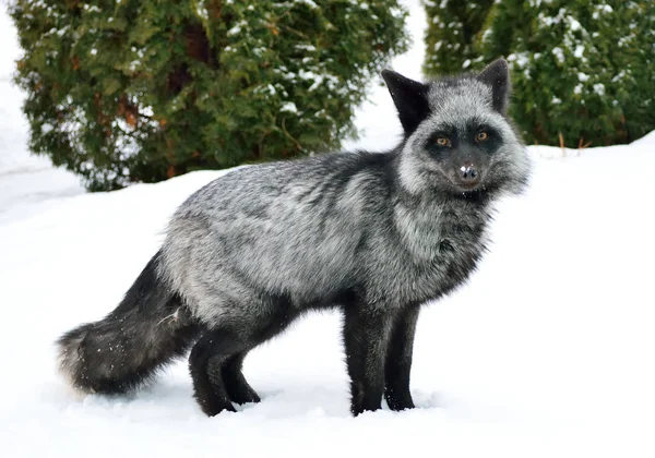 Zwarte vos in een mooie kleur in de winter — Stockfoto