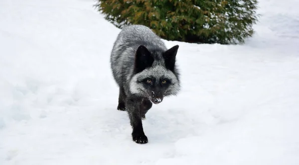 Zorro negro en un hermoso color en invierno — Foto de Stock