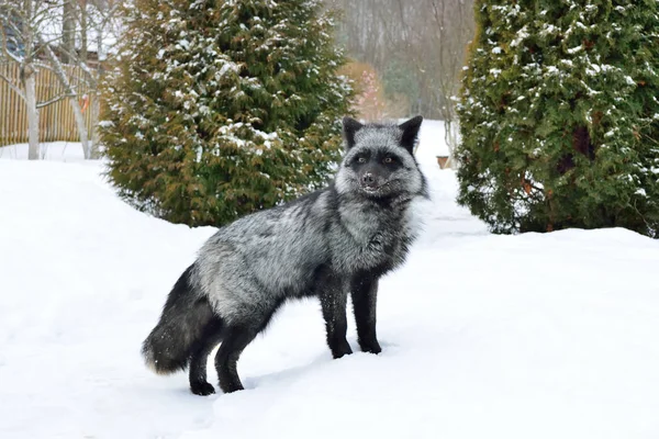 Black fox in a beautiful color in winter