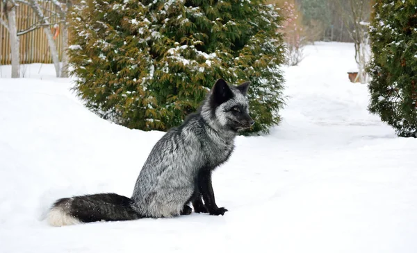 Zorro negro se sienta en la nieve — Foto de Stock