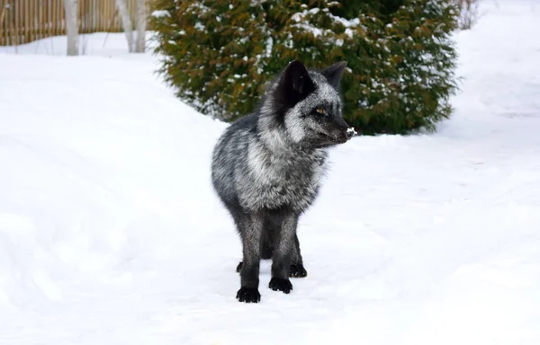 Schwarzfuchs in einer schönen Farbe im Winter — Stockfoto