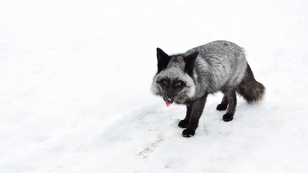 Raposa negra corre na neve — Fotografia de Stock