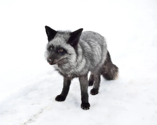 Schwarzfuchs in einer schönen Farbe im Winter — Stockfoto