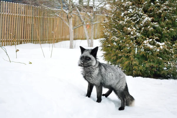 Black fox runs in the snow