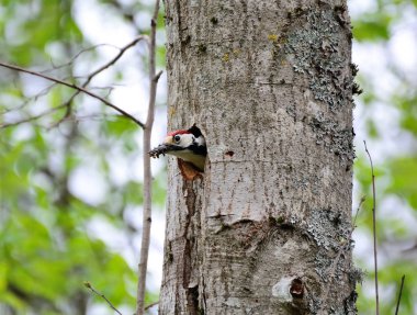 Ağaçkakan ve yuvası. Yeşil orman geçmişi. Kuş: Ortadaki S