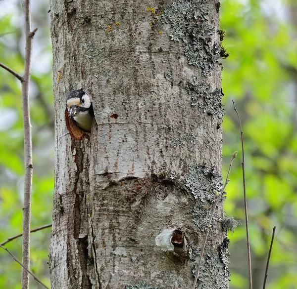 O pica-pau e o seu ninho. Fundo verde da floresta. Pássaro: S médio — Fotografia de Stock