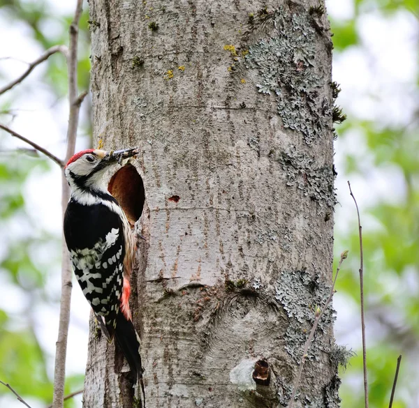 Hackspett och hans bo. Grön skog bakgrund. Fågel: Mellersta S — Stockfoto