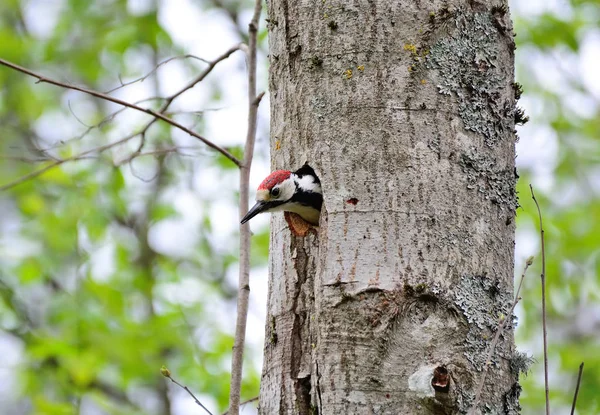 Pájaro carpintero y su nido. Fondo del bosque verde. Pájaro: S medio — Foto de Stock