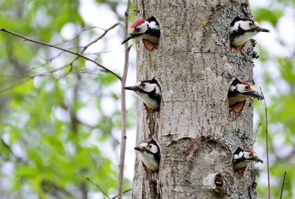 Edificio de apartamentos para pájaros carpinteros en el bosque —  Fotos de Stock