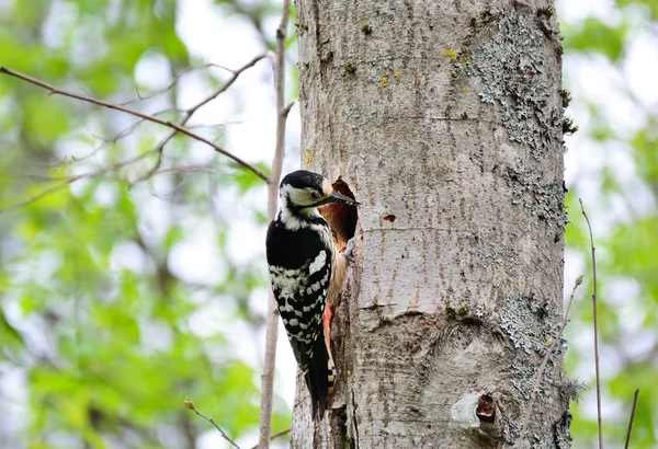 Picchio e il suo nido. Sfondo foresta verde. Uccello: Medio S — Foto Stock