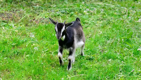 Chèvre sur un fond d'herbe verte — Photo