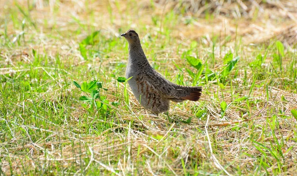 La caille dans l'environnement naturel sur le terrain — Photo