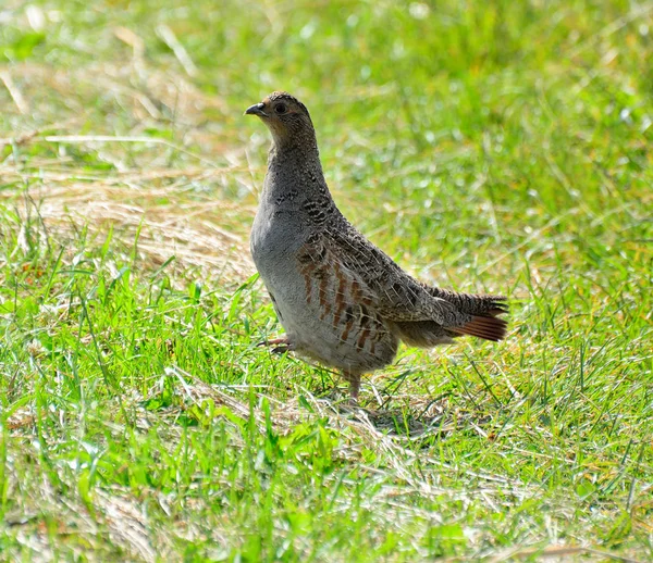 Quail in the natural environment in the field — Stock Photo, Image