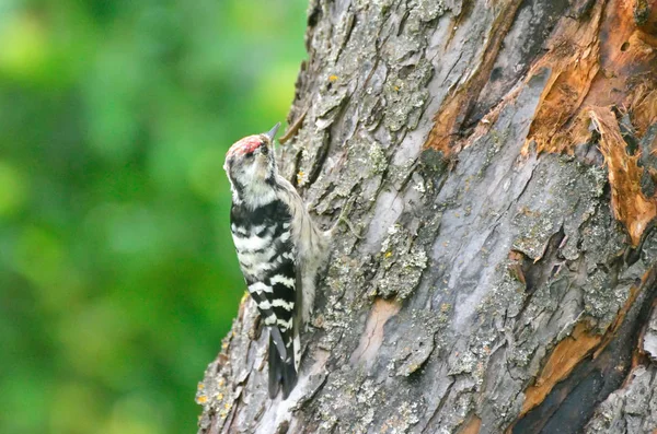 Woodpecker and his nest. Green forest background. Bird: Middle S — Stock Photo, Image
