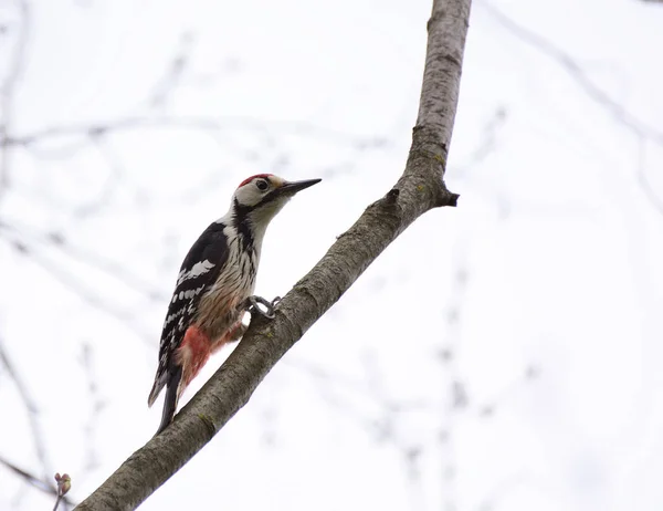 Woodpecker and his nest. Green forest background. Bird: Middle S — Stock Photo, Image