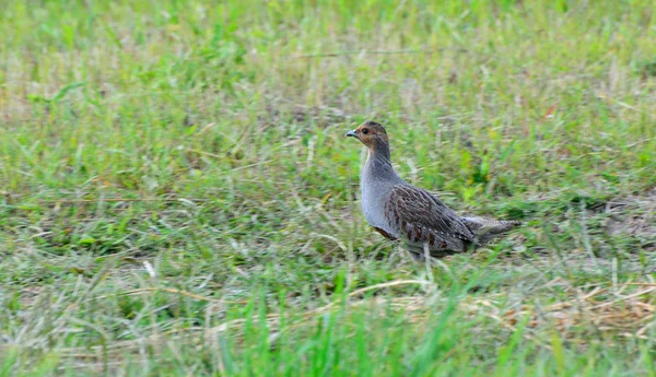 Quail in the natural environment in the field — Stock Photo, Image