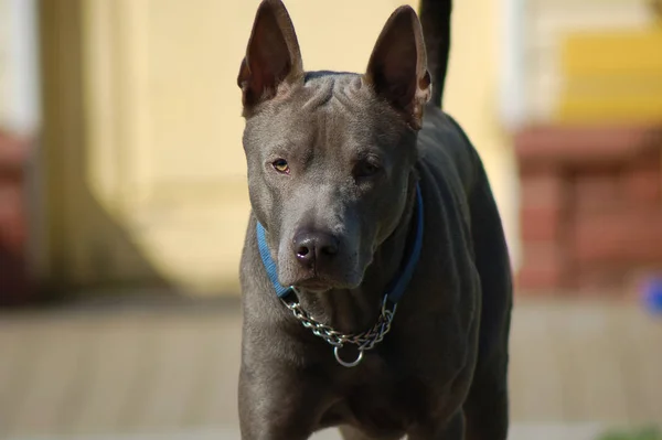 Thai ridgeback lief spazieren — Stockfoto