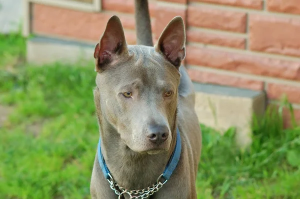 Thaise Ridgeback rende voor een wandeling — Stockfoto