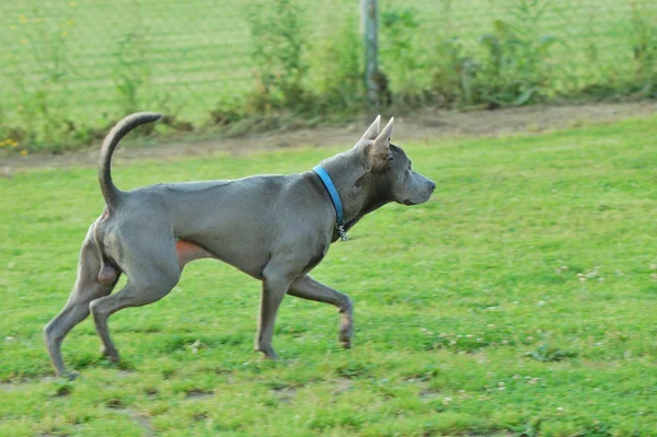 Thaise Ridgeback rende voor een wandeling — Stockfoto