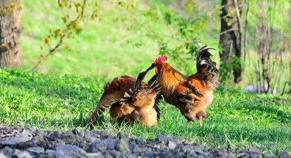 Kogut i kurczęta pasące się na trawie — Zdjęcie stockowe