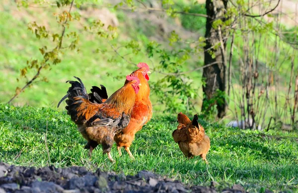 Rooster and chickens grazing on the grass