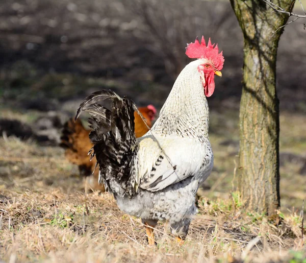 草の上の鶏や鶏の放牧 — ストック写真