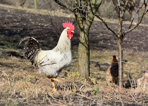 Rooster and chickens grazing on the grass — Stock Photo, Image